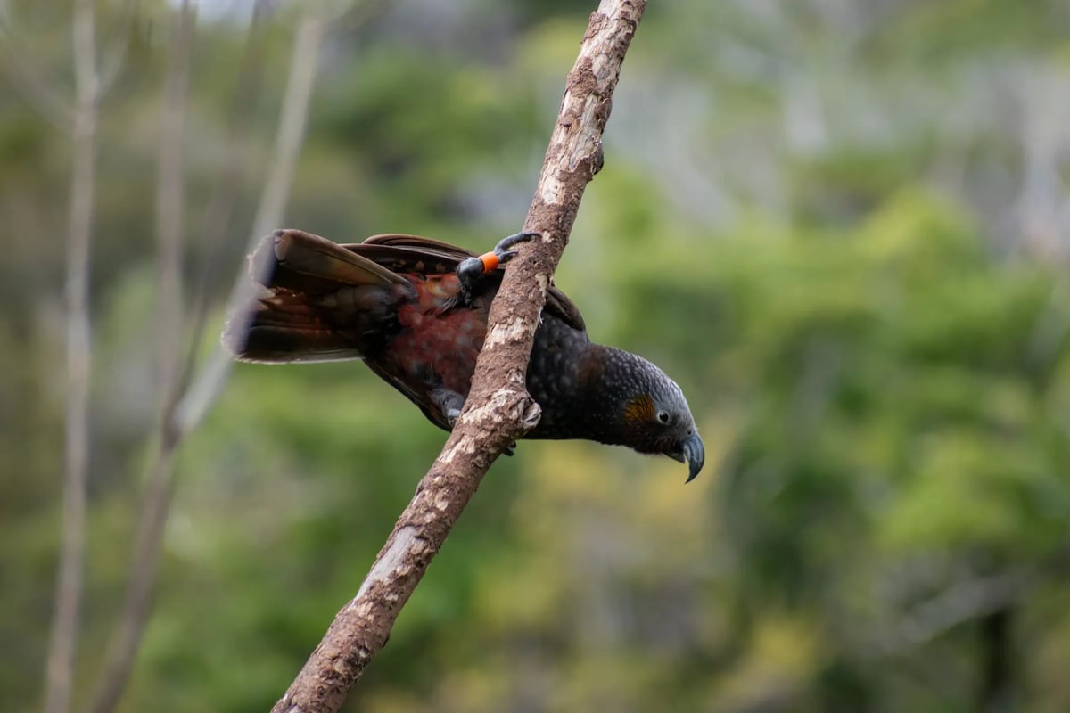 Kaka | Wellington, New Zealand